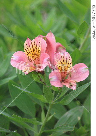 花景色　初夏の庭　百合水仙 4857745