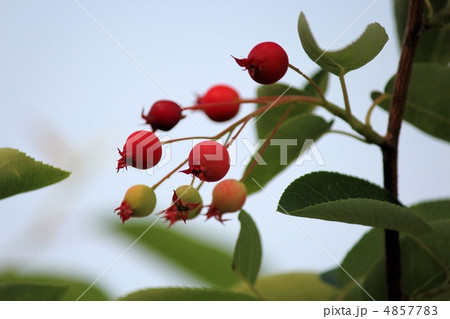 ジューンベリーの実 4857783