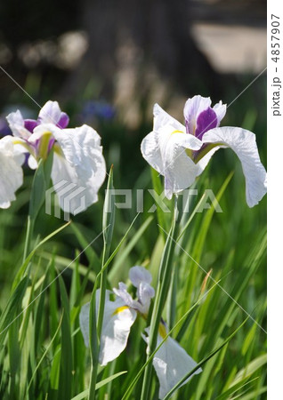 ハナショウブ 4857907