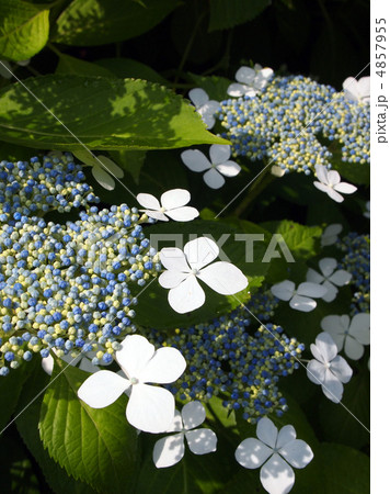 ガクアジサイ 4857955