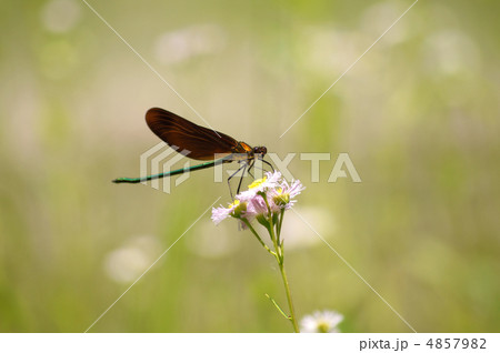 ミヤマカワトンボ 4857982