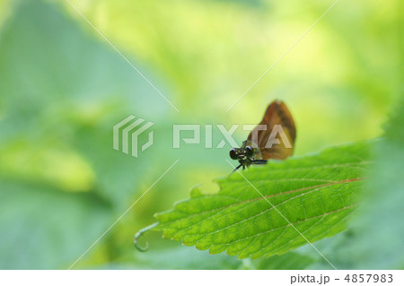 ミヤマカワトンボ 4857983