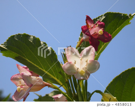 ハコネウツギ 4858013