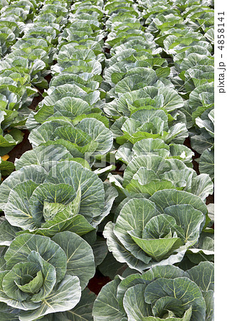 キャベツ畑_02 4858141