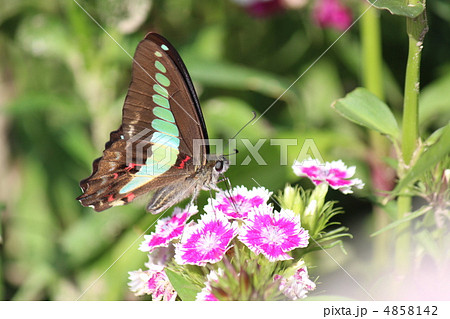 アオスジアゲハ 4858142