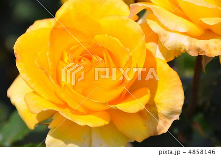 薔薇　インカ 4858146