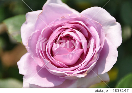 薔薇　しのぶれど 4858147