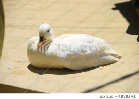 コールダック 4858241