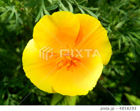 ハナビシソウ（花菱草） 4858293