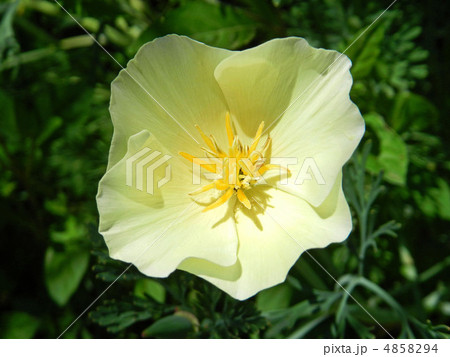 ハナビシソウ(花菱草) ハナビシソウ(花菱草) 4858294