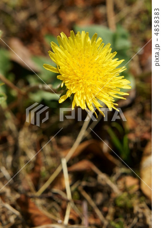 タンポポの花 タンポポの花 4858383