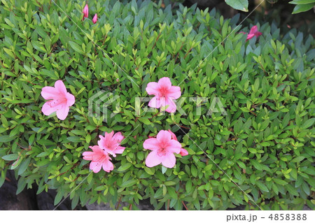 花景色　初夏の庭　さつき　 4858388