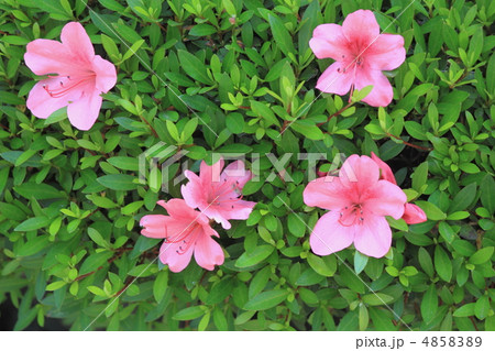 花景色　初夏の庭　さつき　 4858389