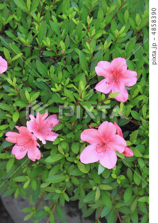 花景色　初夏の庭　さつき　 4858390