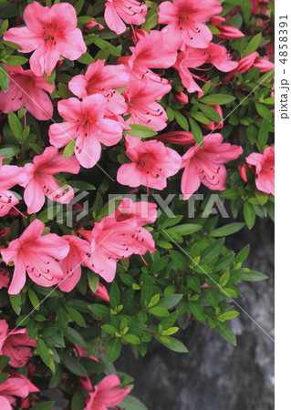 花景色　初夏の庭　さつき　 4858391