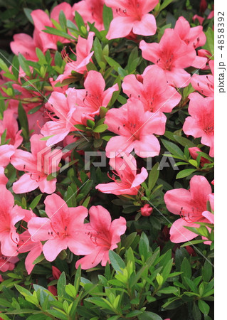 花景色　初夏の庭　さつき　 4858392