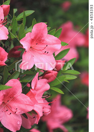 花景色　初夏の庭　さつき　 4858393