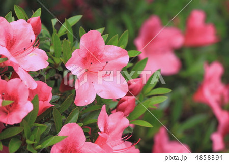 花景色　初夏の庭　さつき　 4858394