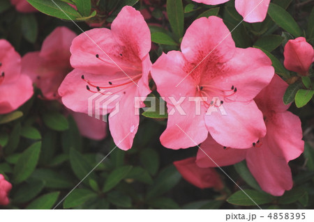 花景色　初夏の庭　さつき　 4858395