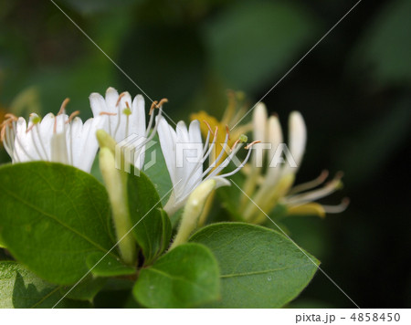 スイカズラ 4858450