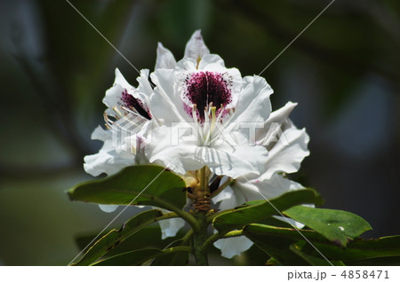 サッフォー 4858471