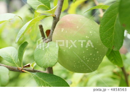 青い果実 4858563