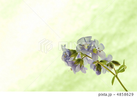 ハナシノブのメッセージカード 4858629