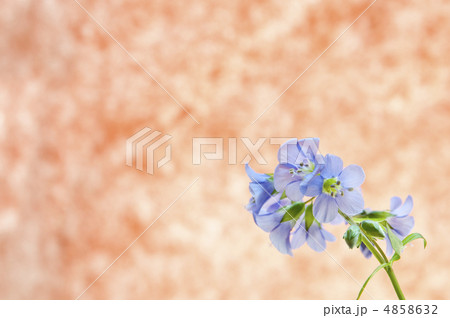 ハナシノブのメッセージカード 4858632