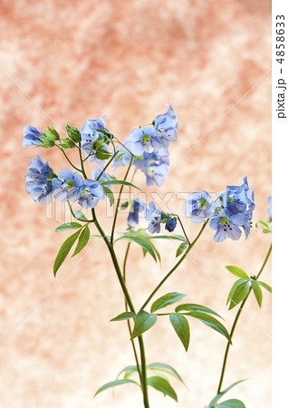 ハナシノブのメッセージカード 4858633