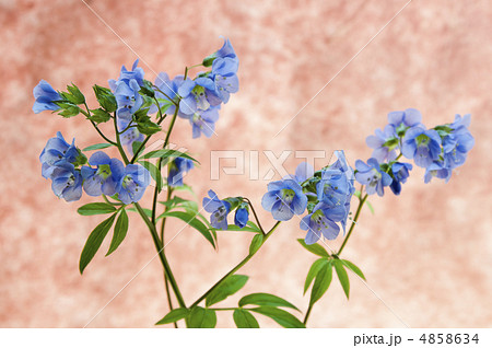 ハナシノブのメッセージカード ハナシノブのメッセージカード 4858634