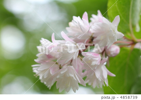 淡い桃色のサラサウツギ 4858739
