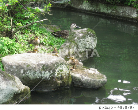 カルガモの親子 4858797