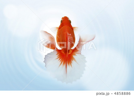 金魚 金魚 4858886
