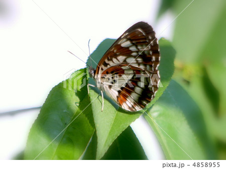 木の葉に止まるホシミスジチョウ 4858955