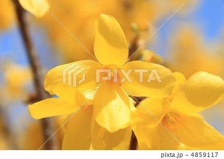 レンギョウ 4859117