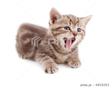 Yawning striped Scottish kitten lying isolated 4859263