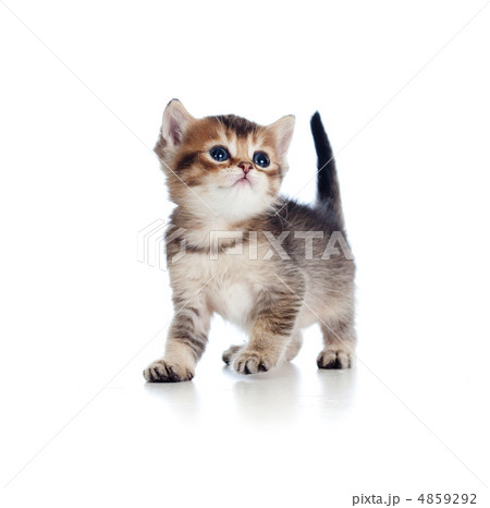 baby cat one month old baby cat one month old 4859292