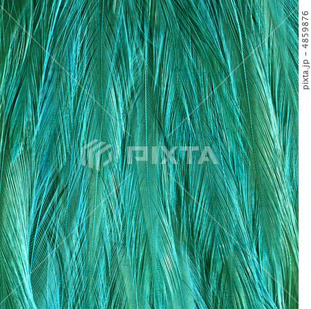 Close-up of peacock feathers Close-up of peacock feathers 4859876