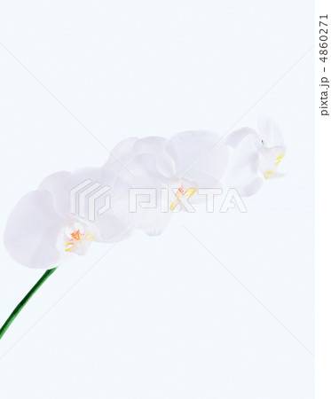 orchid flower on white orchid flower on white 4860271