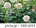 バラ・クリームデライト 4861604