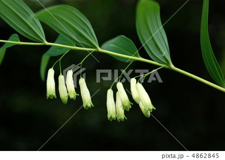 ナルコユリ 4862845