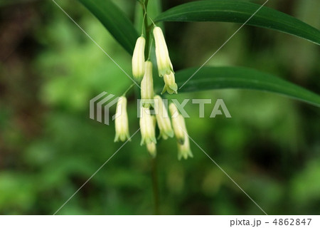 ナルコユリ ナルコユリ 4862847