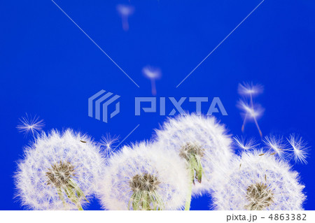 Dandelions Dandelions 4863382