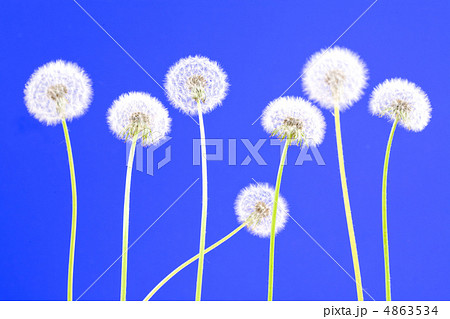 Dandelions 4863534