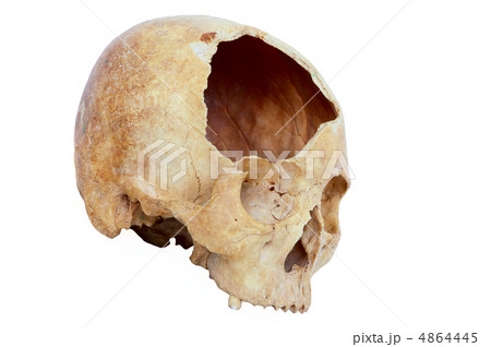 skull skull 4864445