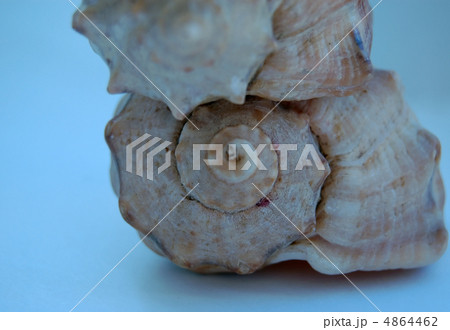 macro of shells from black sea 4864462