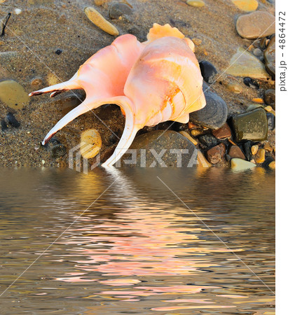 colored shell colored shell 4864472