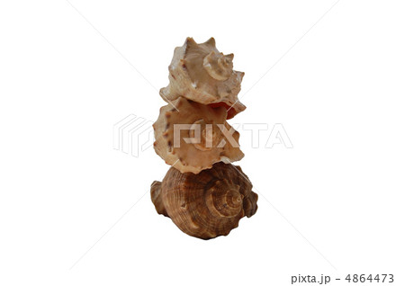 shells from black sea shells from black sea 4864473