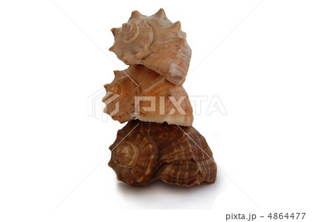shells from black sea 4864477