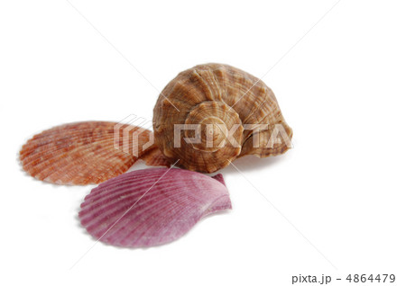 starfish and shells starfish and shells 4864479